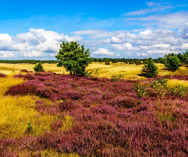 Busreis Nunspeet, 5 dagen Veluwe